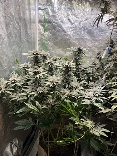 Growreport Bild 8