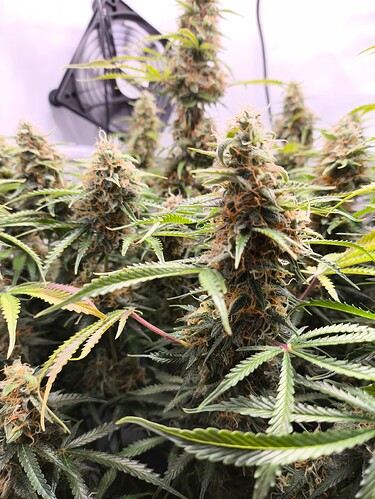 Growreport Bild 1