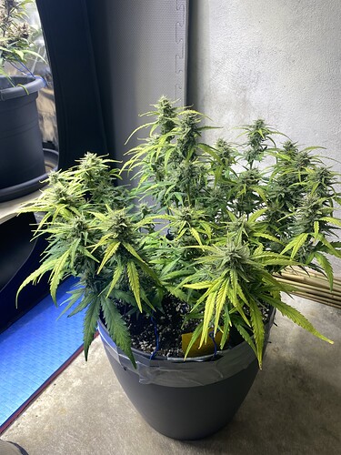 Growreport Bild 35