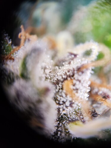 Growreport Bild 9