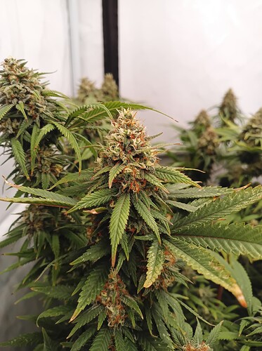 Growreport Bild 34
