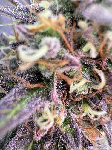 Growreport Bild 42