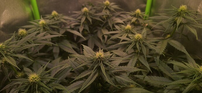 Growreport Bild 4