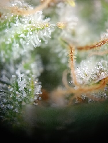 Growreport Bild 7