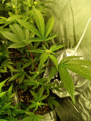 Growreport Bild 12