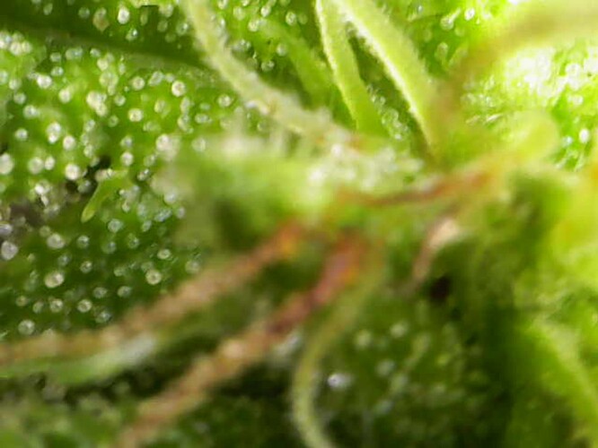 Growreport Bild 4
