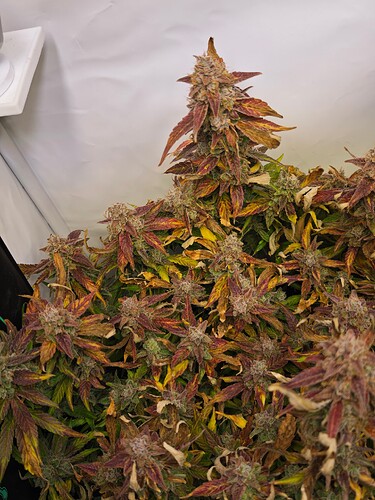 MVIMG_20251204_172220