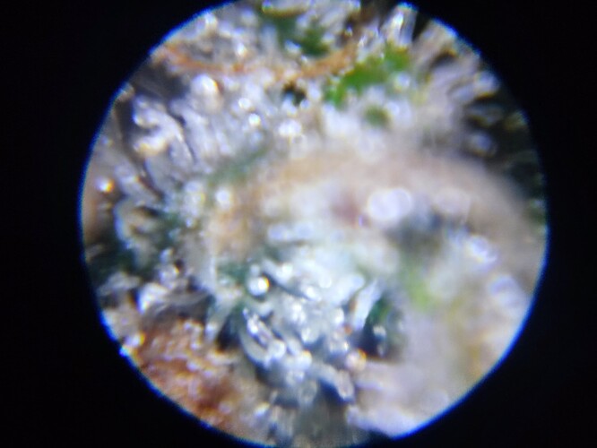 Growreport Bild 71