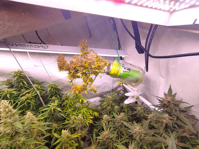 Growreport Bild 44