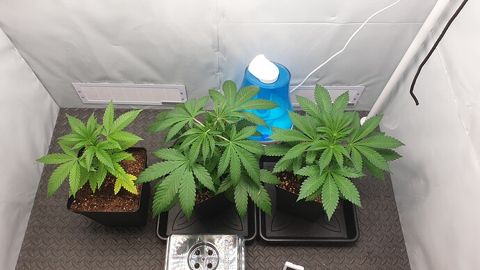 Growreport Bild 1