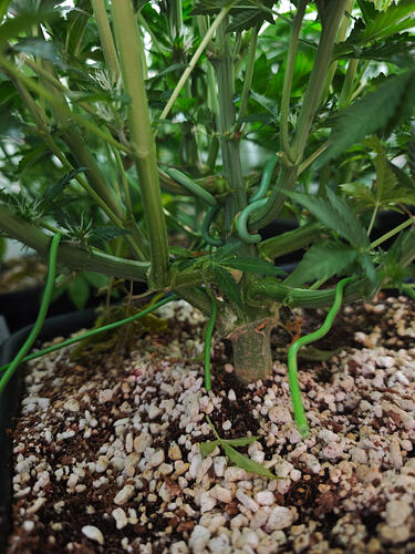 Growreport Bild 50