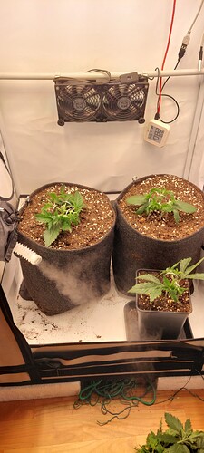 Growreport Bild 3