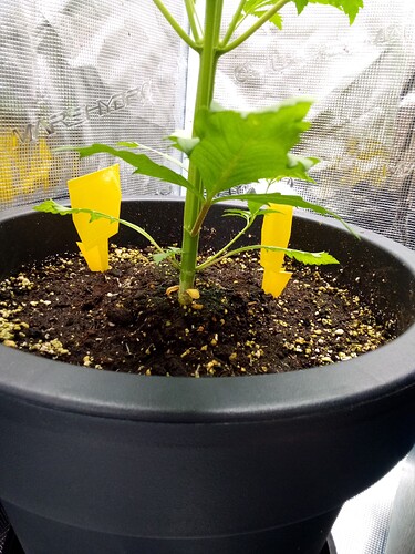 IMG_2025-04-01-20-35-16-256