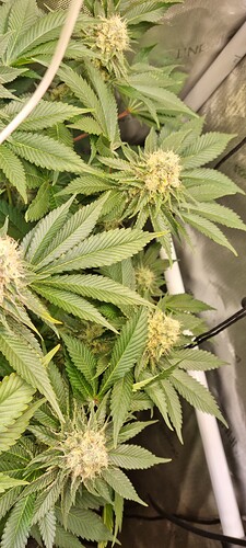 Growreport Bild 45