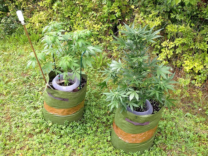 Growreport Bild 44