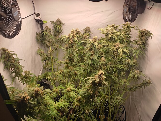 Growreport Bild 38