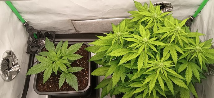 Growreport Bild 3