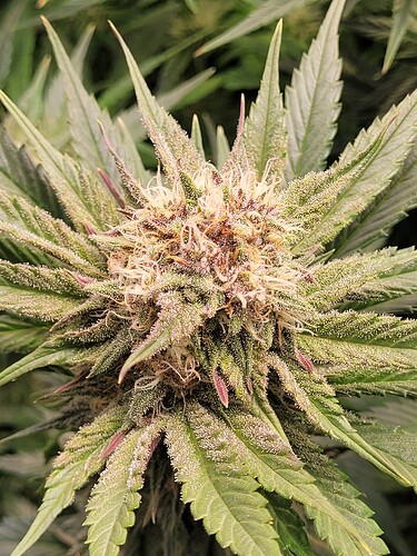 Growreport Bild 14