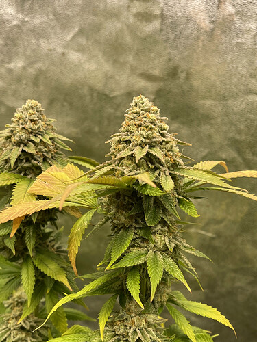 Growreport Bild 28