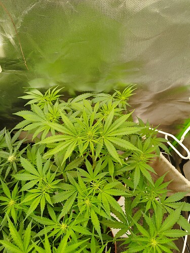 Mehrere junge Cannabispflanzen in der Wachstumsphase, die dicht beieinander in einem Zelt stehen.