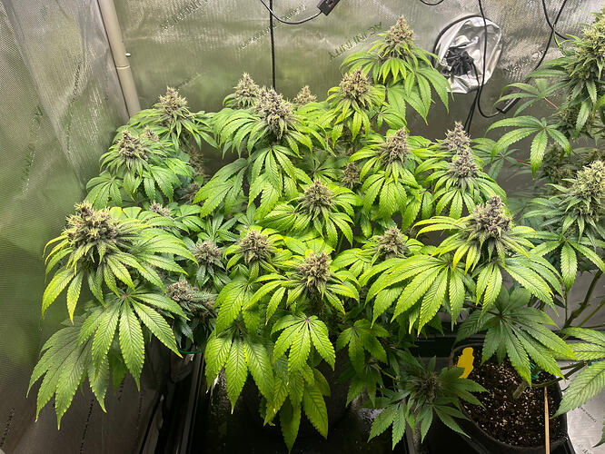 Growreport Bild 4