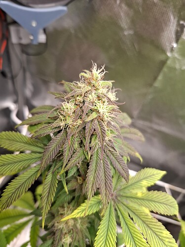 Growreport Bild 8