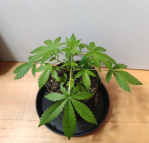 Growreport Bild 2