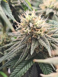 Growreport Bild 108