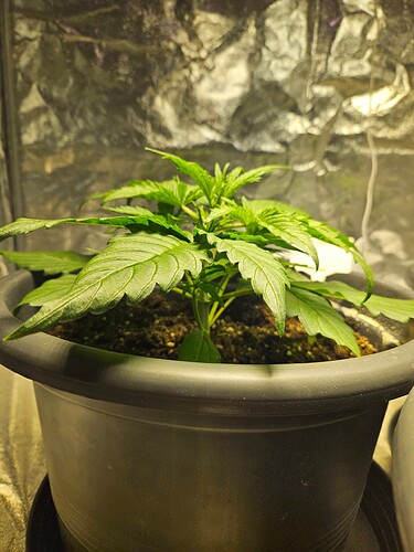 Growreport Bild 14