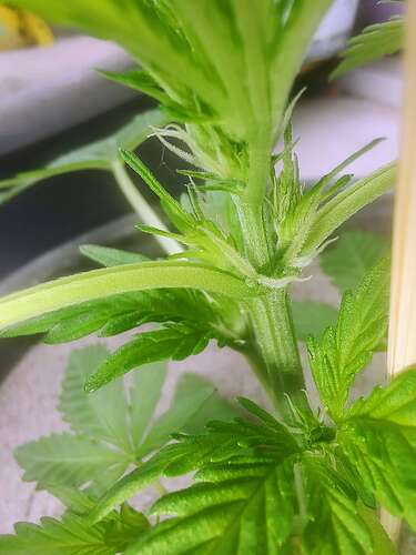 Growreport Bild 4