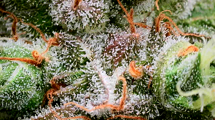 Nahaufnahme eines Cannabis-Buds mit deutlich sichtbaren Trichomen.