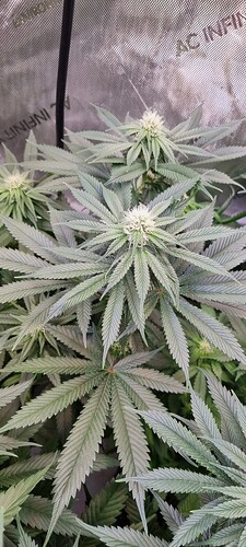 Growreport Bild 6