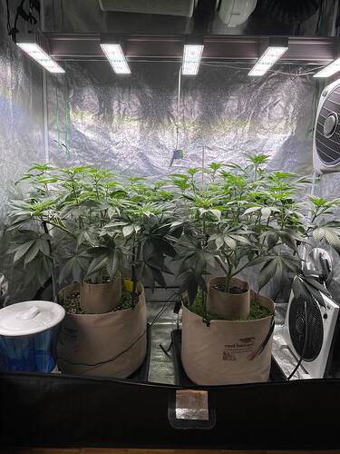 Growreport Bild 2