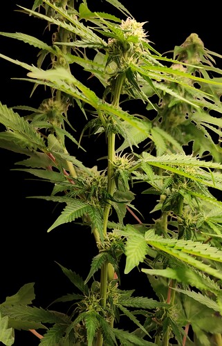 Growreport Bild 7