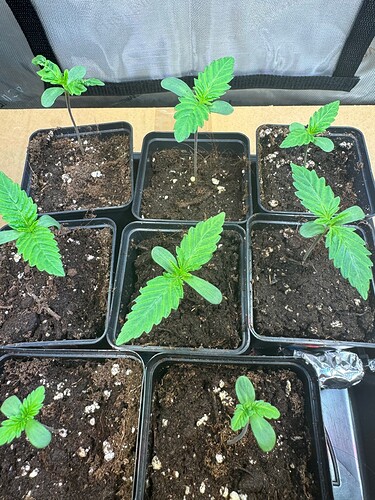 Growreport Bild 3