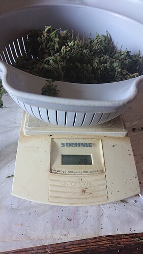 Growreport Bild 40