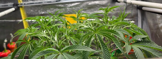 Growreport Bild 6