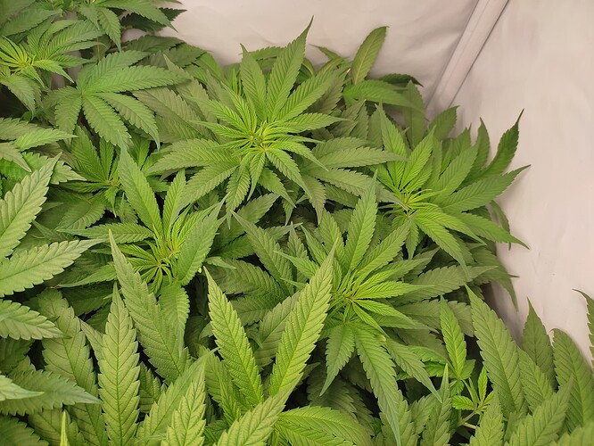 Growreport Bild 8