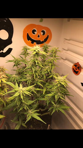 Growreport Bild 2