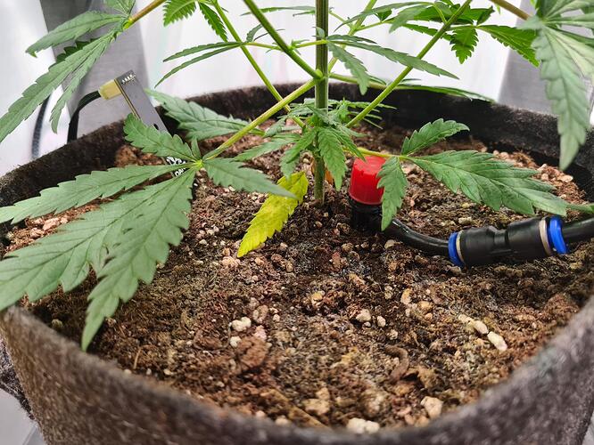 signal-2024-07-23-101047_002