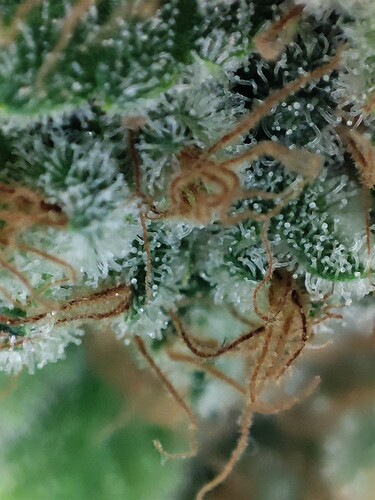 Growreport Bild 27