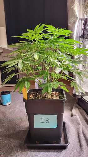 Growreport Bild 7