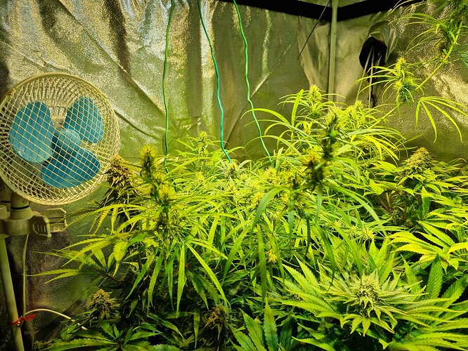 Mehrere Cannabis-Pflanzen in der Blütephase, beleuchtet von einer Grow-Lampe, mit einem Ventilator im Vordergrund.