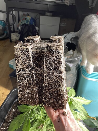 Growreport Bild 5