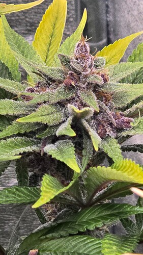 Growreport Bild 4