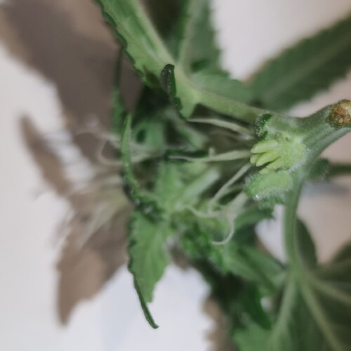 Growreport Bild 1