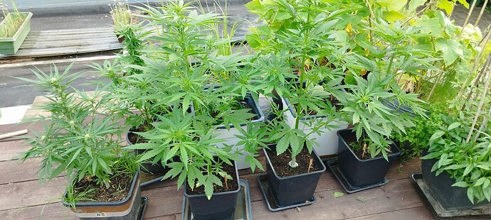 Growreport Bild 9