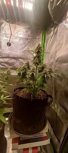 Growreport Bild 3