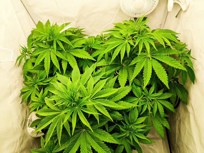 Growreport Bild 12