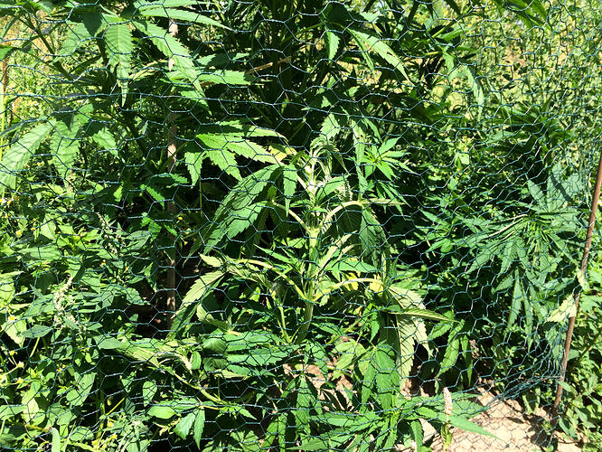 Grow26072502